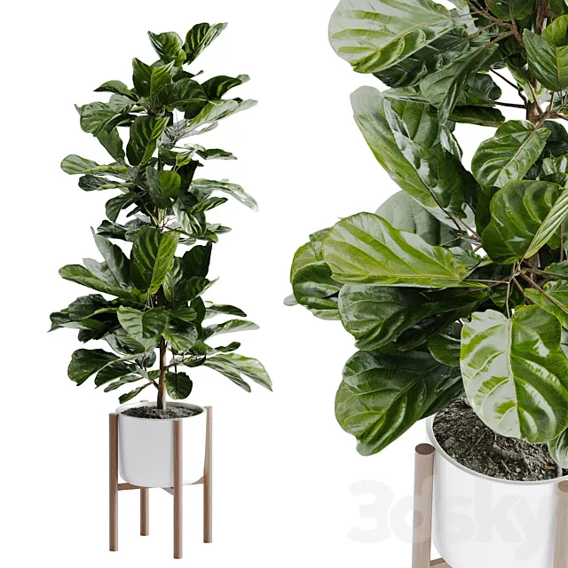 Ficus Lyrata Plant 3D Model Ficus Lyrata Plant 3D Model