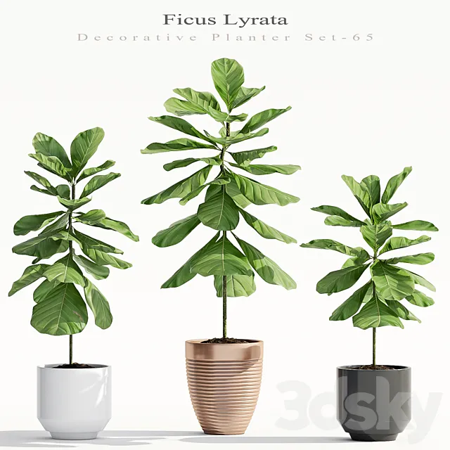 Ficus Lyrata (Plant 65) 3D Model Ficus Lyrata (Plant 65) 3D Model