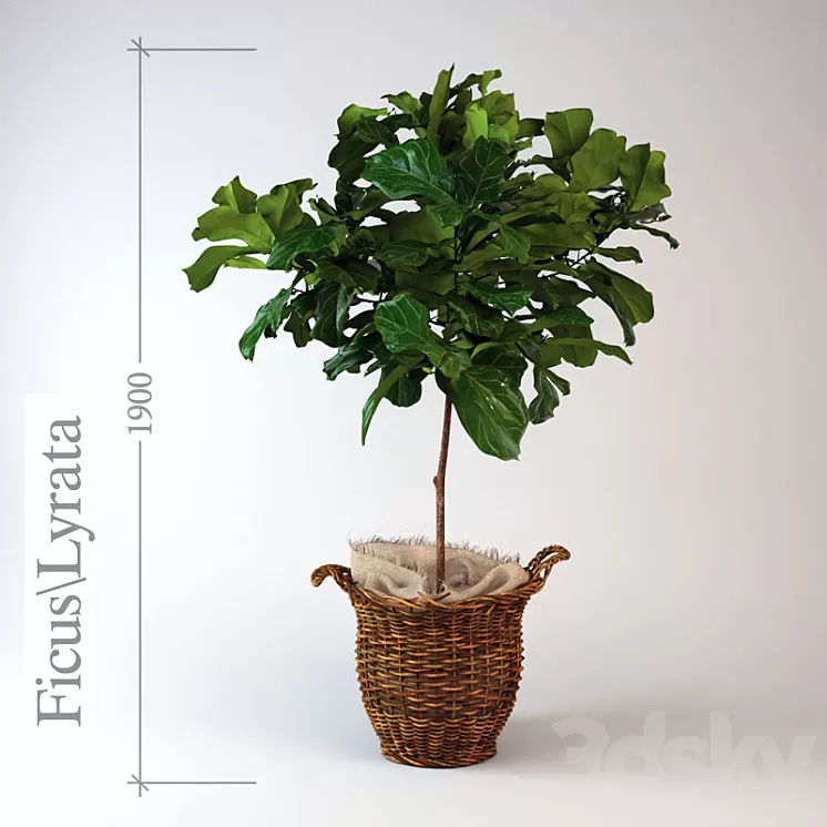 Ficus \ lyrate 3D Model Ficus \ lyrate 3D Model