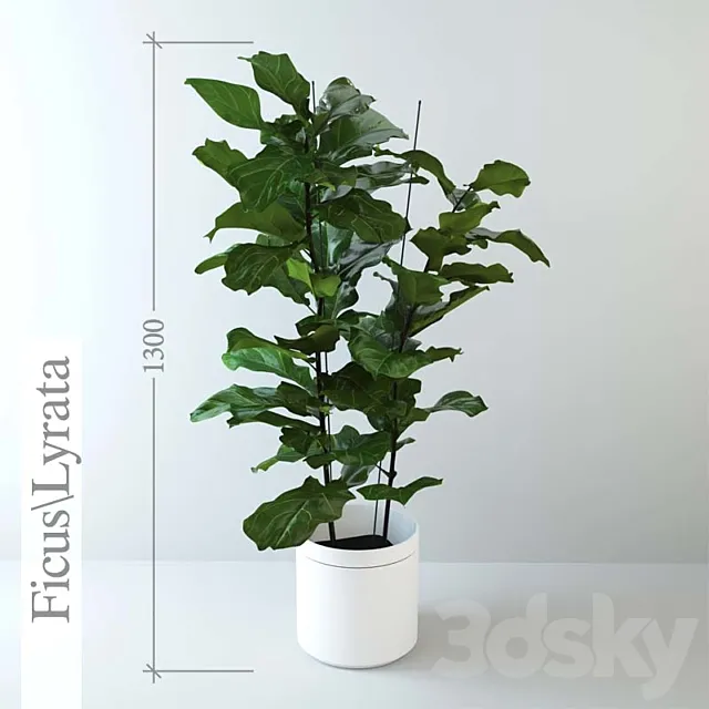 Ficus \ lyrate 3DModel Ficus \ lyrate 3DModel