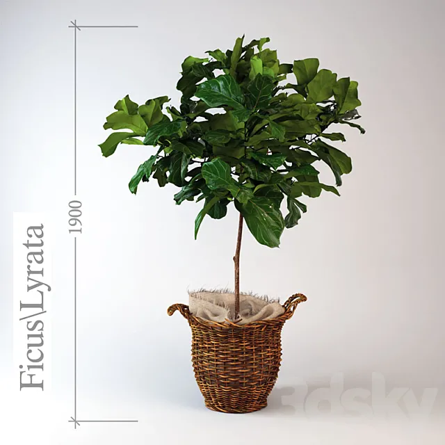 Ficus \ lyrate 3DModel Ficus \ lyrate 3DModel