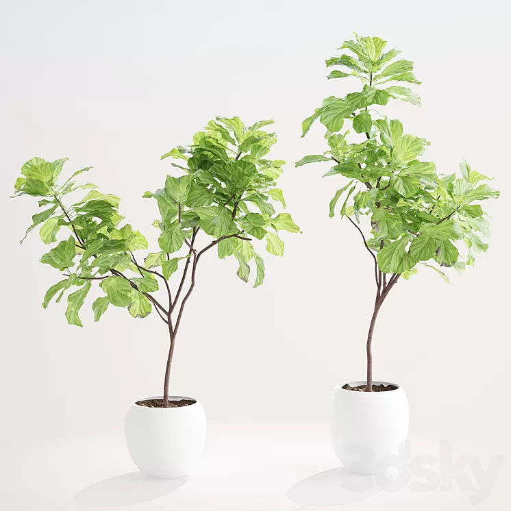 Ficus lyre 1 3D Model Ficus lyre 1 3D Model