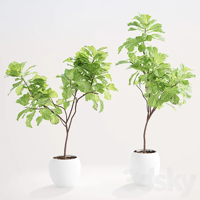 Ficus lyre 1 3DModel Ficus lyre 1 3DModel