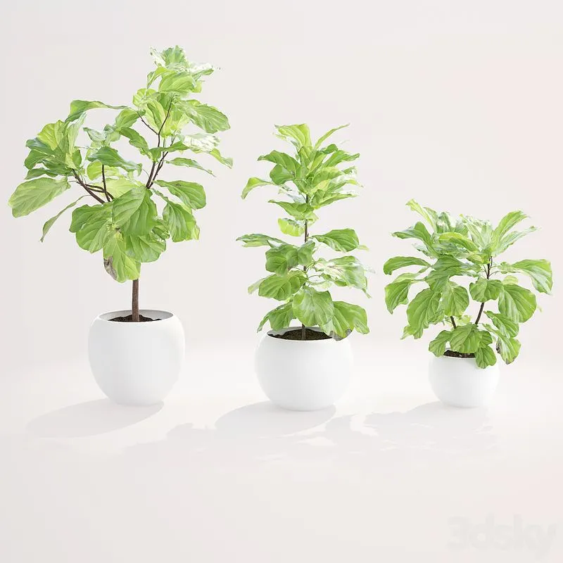 Ficus lyre 2 3D Model Ficus lyre 2 3D Model