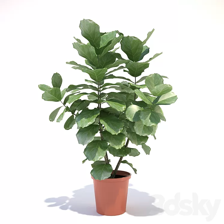 Ficus lyre 3D Model Ficus lyre 3D Model