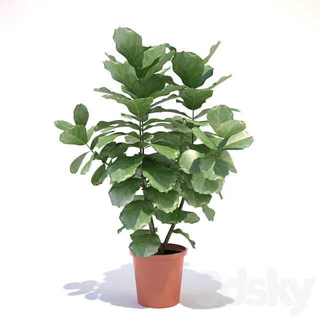 Ficus lyre 3DModel Ficus lyre 3DModel