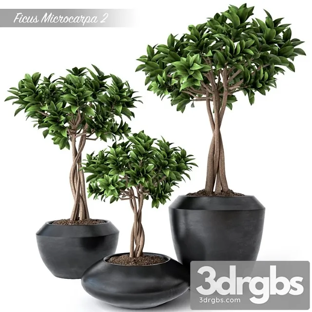 Ficus Microcarpa 2 3D Model Download