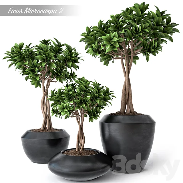 Ficus Microcarpa 2 3D Model Ficus Microcarpa 2 3D Model