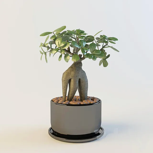 Ficus Microcarpa 3DModel Ficus Microcarpa 3DModel