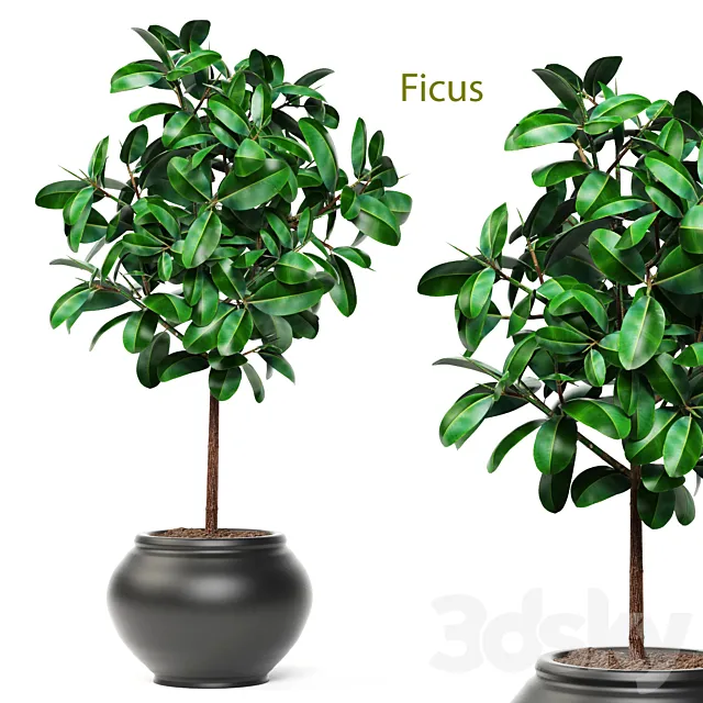 Ficus. ornamental tree. ficus. elastica. pink pot. flowerpot. interior. ficus abidjan 3DModel Ficus. ornamental tree. ficus. elastica. pink pot. flowerpot. interior. ficus abidjan 3DModel