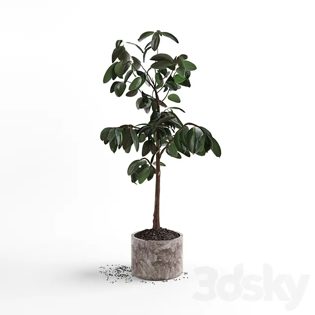 Ficus plant 3D Model Ficus plant 3D Model