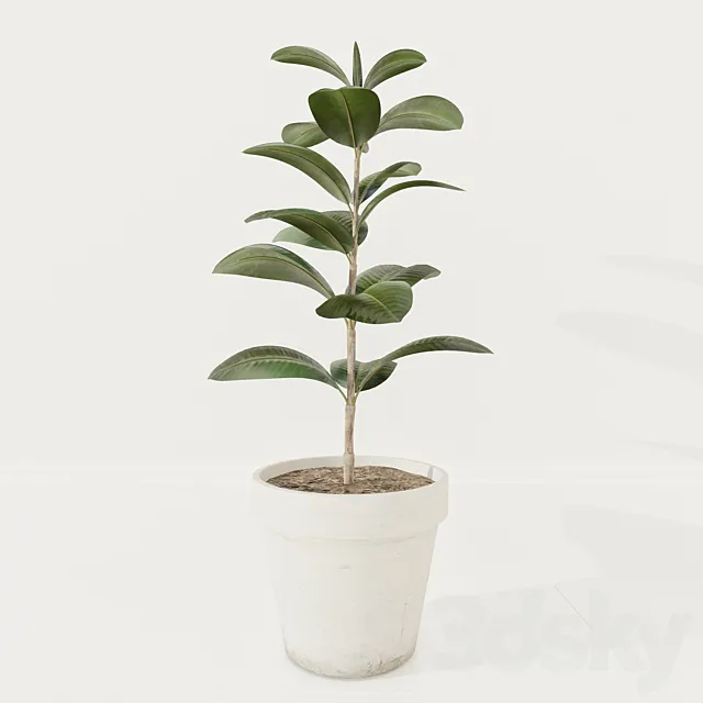 Ficus plant 3DModel Ficus plant 3DModel