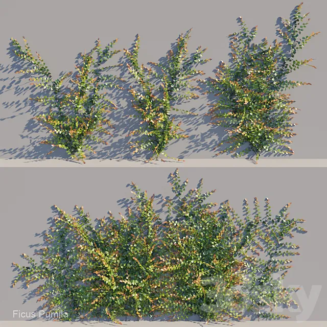 Ficus pumila climber 3DModel Ficus pumila climber 3DModel