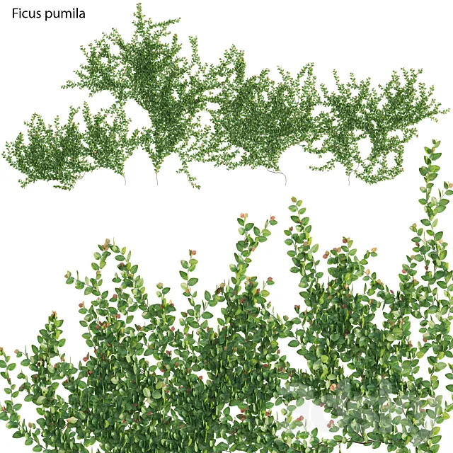 Ficus pumila – Creeping Fig – Climbing fig 3D Model