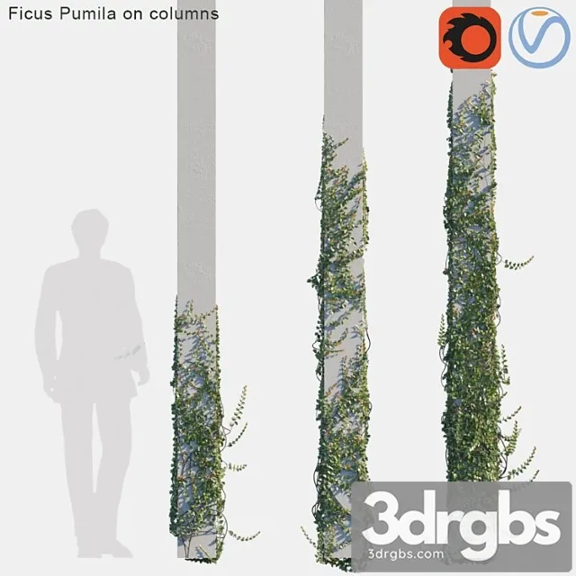 Ficus pumila on columns Ficus pumila on columns