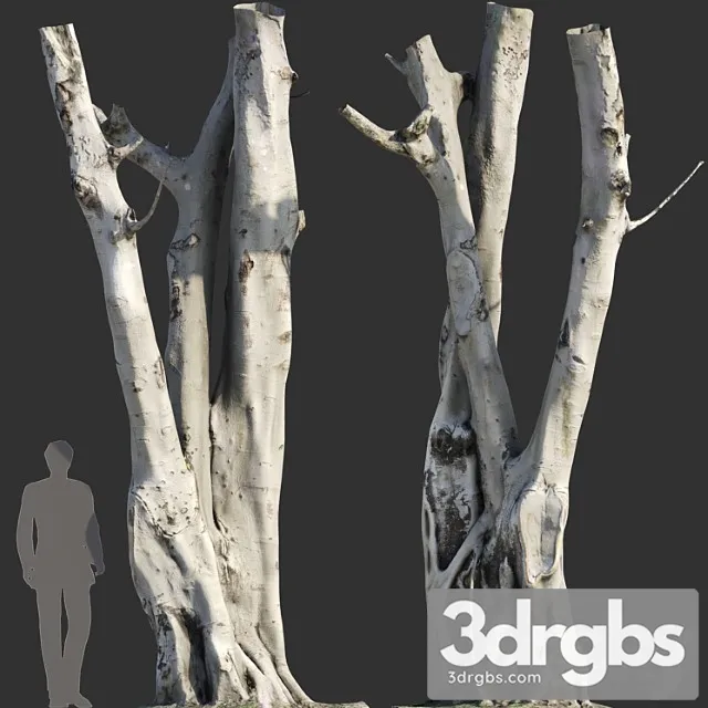 Ficus Religiosa Tree Trunk 3D Model Download