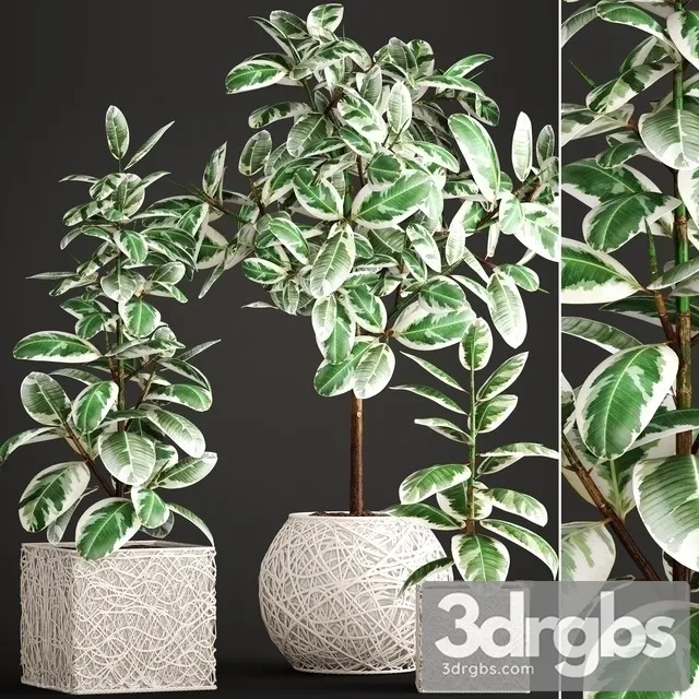 Ficus Robusta 3D Model Download