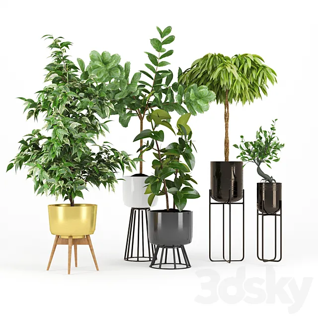 Ficus Set two 3D Model Ficus Set two 3D Model