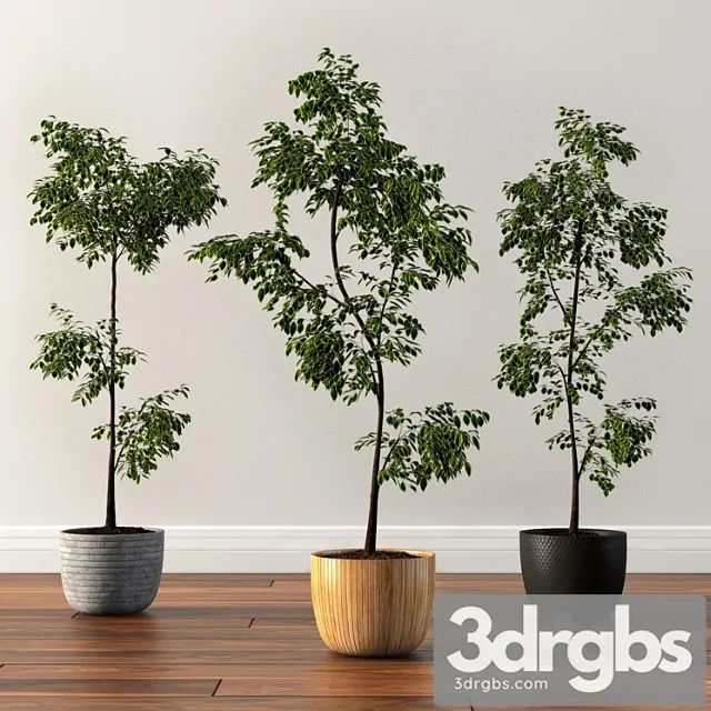 Ficus Silk Tree 3D Model Download