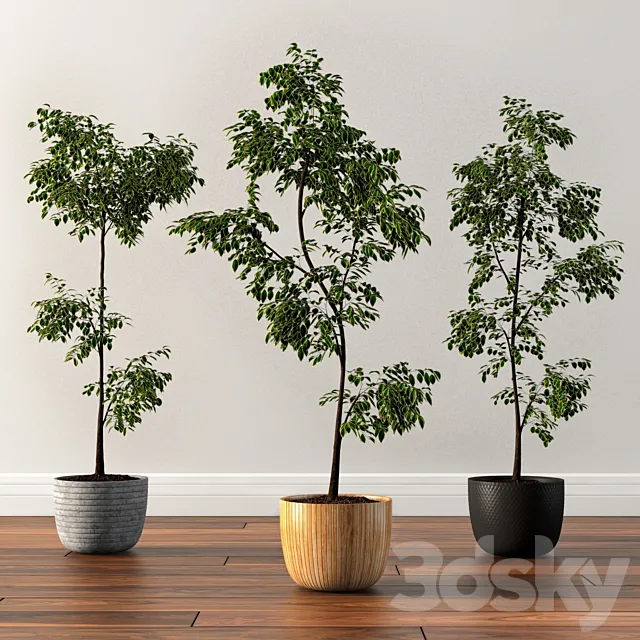 Ficus Silk Tree 3DModel Ficus Silk Tree 3DModel