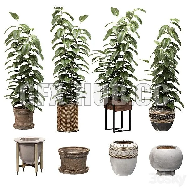 Ficuses in pots 3D Model