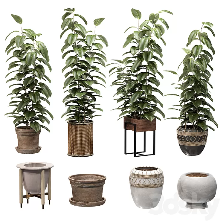 Ficuses in pots 3D Model Free Download