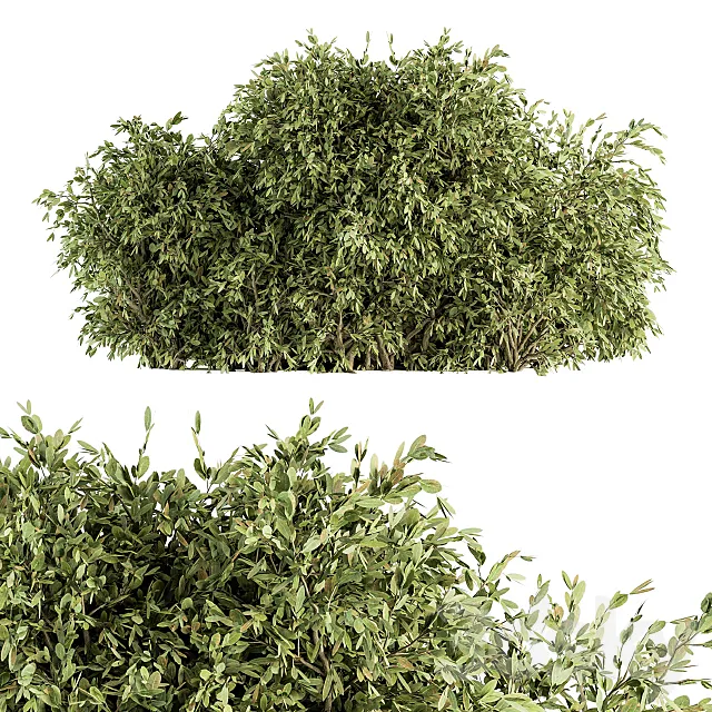 Ficuss Bush – Bush Set 13 3D Model