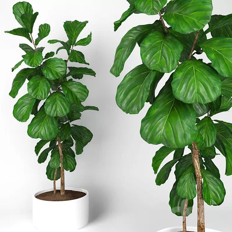 Fiddle leaf fig tree 3 3D Model Fiddle leaf fig tree 3 3D Model