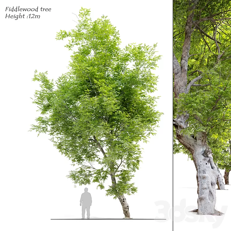 Fiddlewood tree_2 3D Model