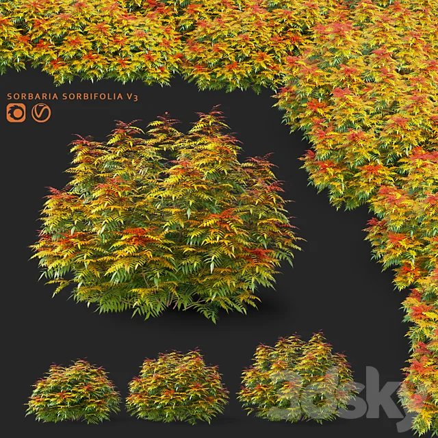 Fieldfare bushes | Sorbaria sorbifolia v3 3D Model