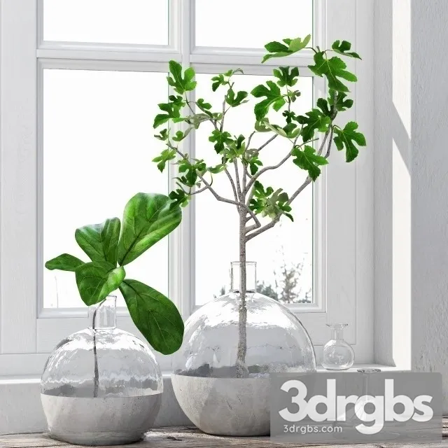Fig Plant 3D Model Download Fig Plant 3D Model Download
