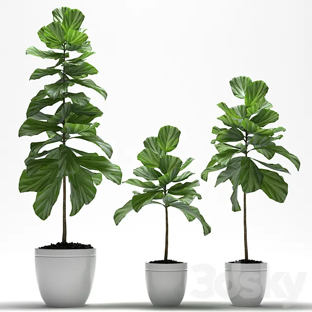 FIG PLANTS 3DModel FIG PLANTS 3DModel