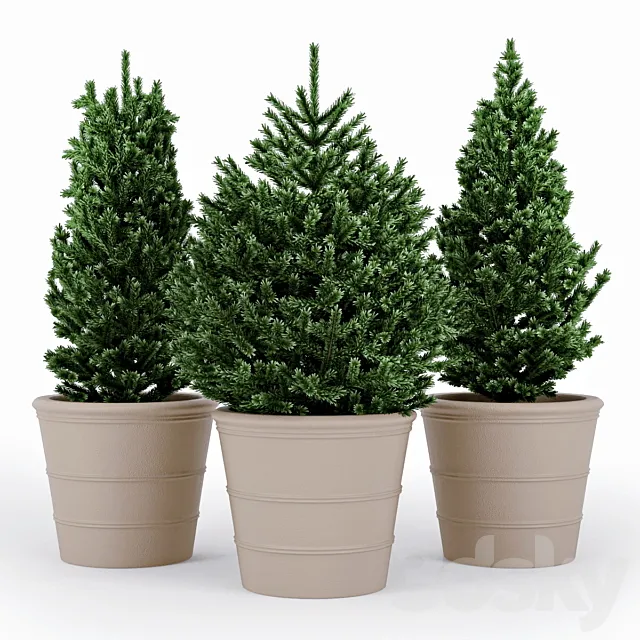 Fir tree 3DModel Fir tree 3DModel