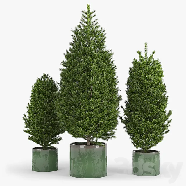 Fir tree fir 3D Model Fir tree fir 3D Model