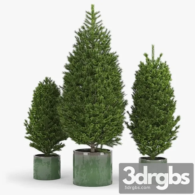 Fir tree fir Fir tree fir