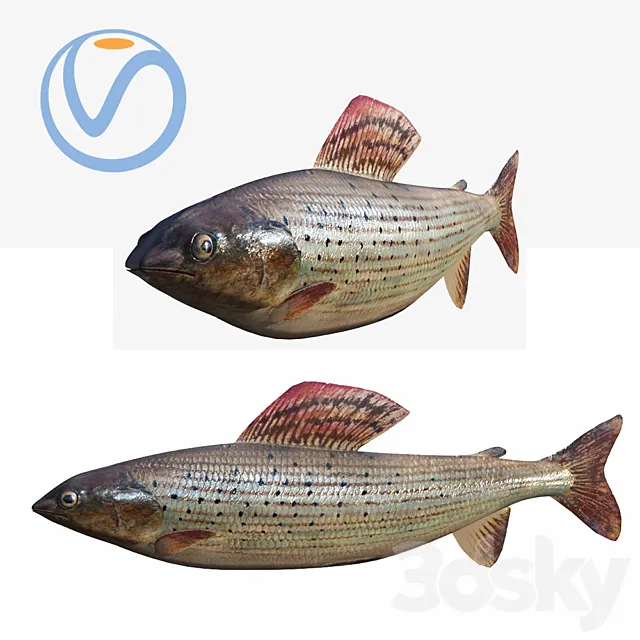 fish 3D Model