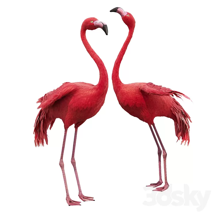 Flamingo-model 3D Model