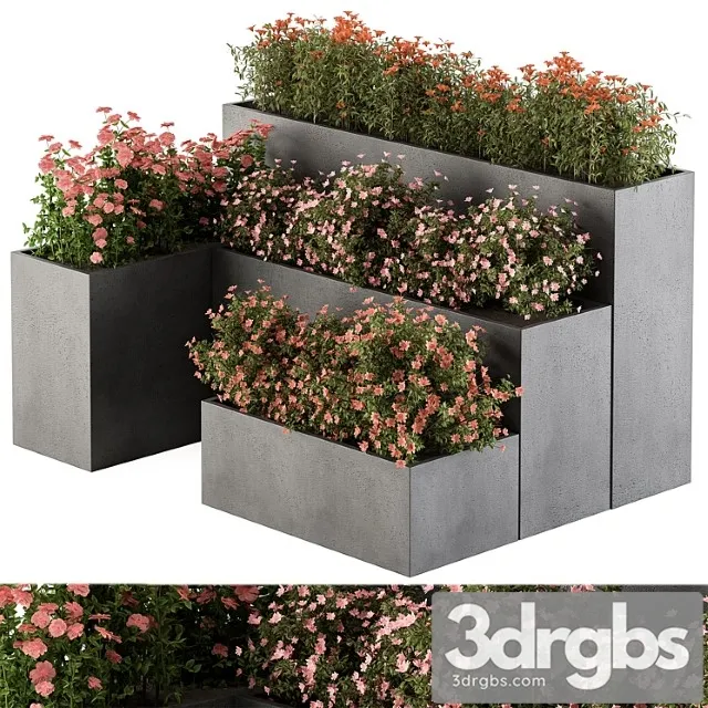 Flower box – outdoor plants 436 Flower box – outdoor plants 436