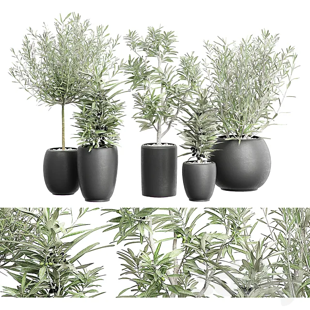 FLOWER PACK 121 3D Model