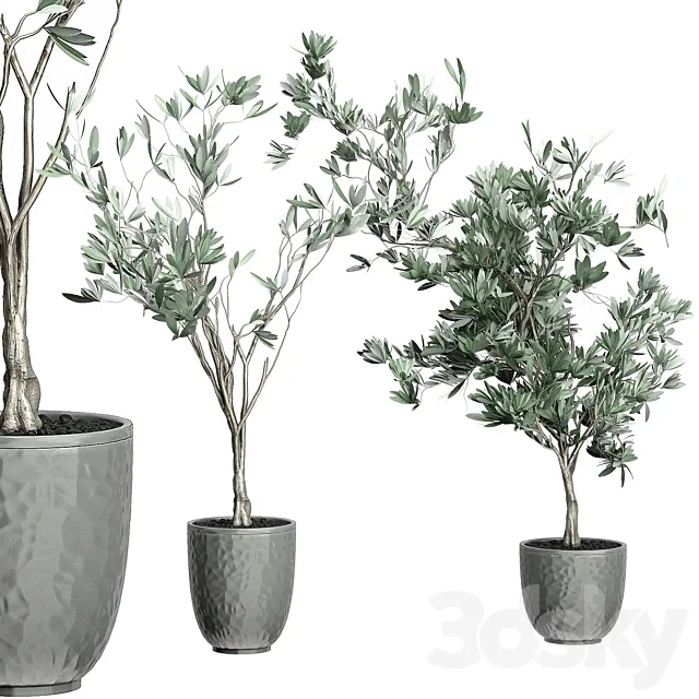 Flower Pack 122 – Olive Tree 3D Model