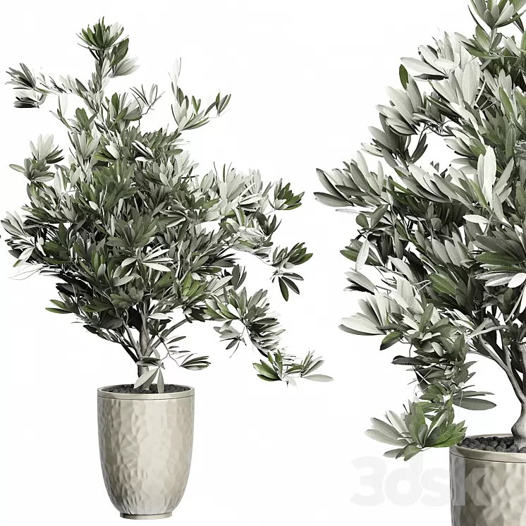 Flower Pack 123 – Olive Tree 3D Model Flower Pack 123 – Olive Tree 3D Model