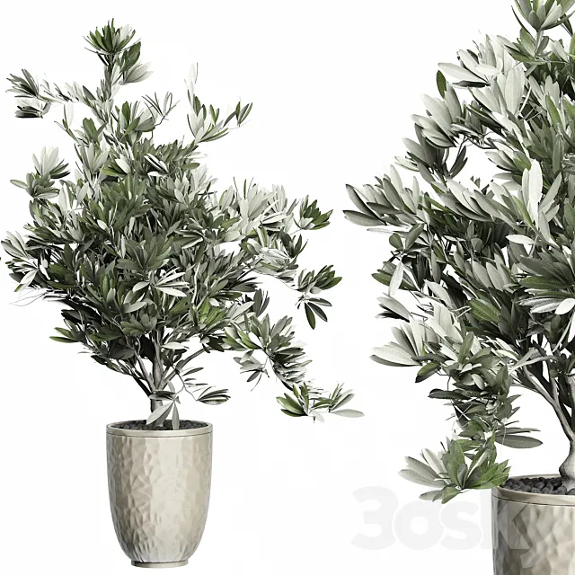 Flower Pack 123 - Olive Tree 3DModel - 3DSKY Decor Helper