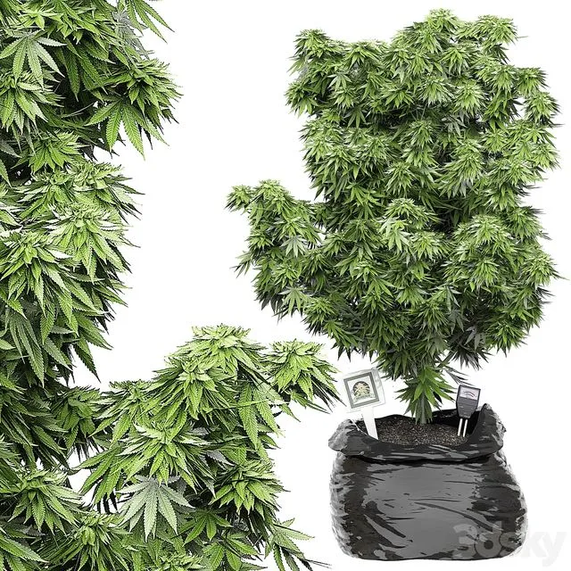 Flower Pack 143 3D Model