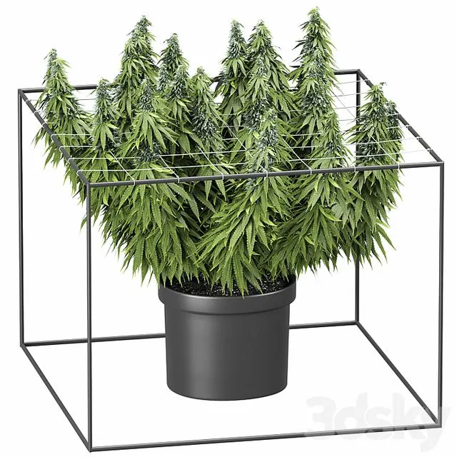 FLOWER PACK 251С Cannabis 3D Model FLOWER PACK 251С Cannabis 3D Model