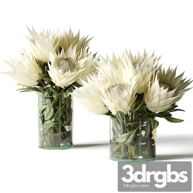 Flower Set white Proteas 3D Model Download Flower Set white Proteas 3D Model Download