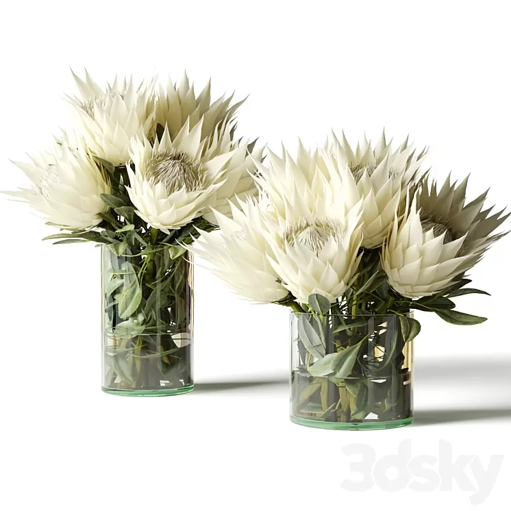 Flower Set white proteas 3D Model Free Download