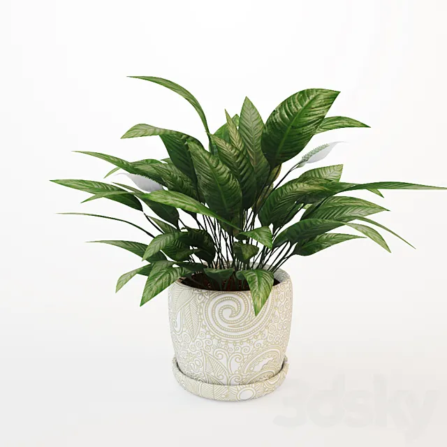 Flower spathiphyllum 3DModel Flower spathiphyllum 3DModel