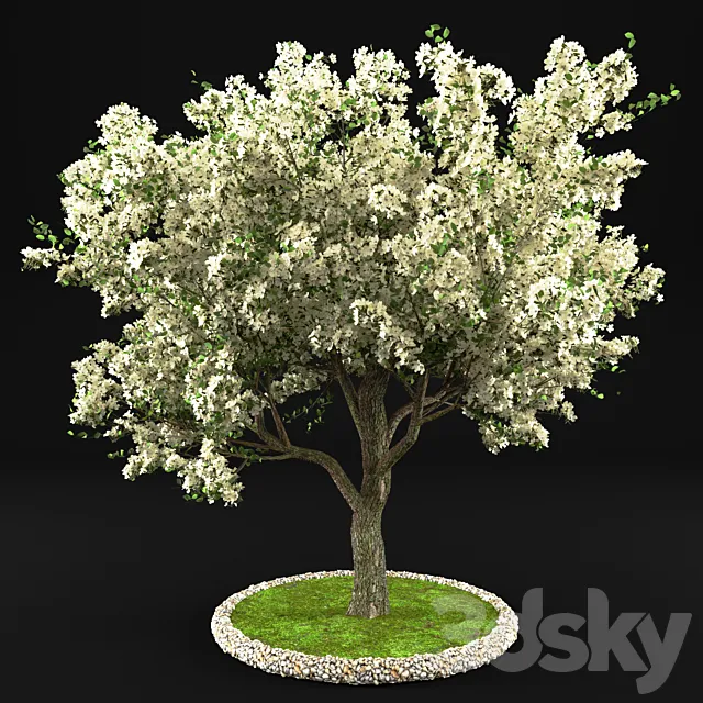 Flowering Apple Tree 3D Model Flowering Apple Tree 3D Model
