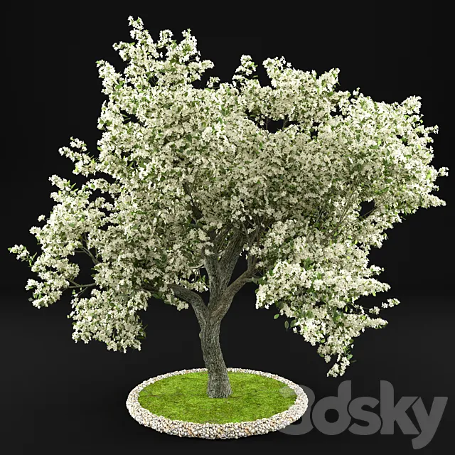 Flowering Apple Tree 3D Model Flowering Apple Tree 3D Model
