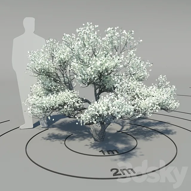Flowering dogwood (Cornus florida) 3D Model